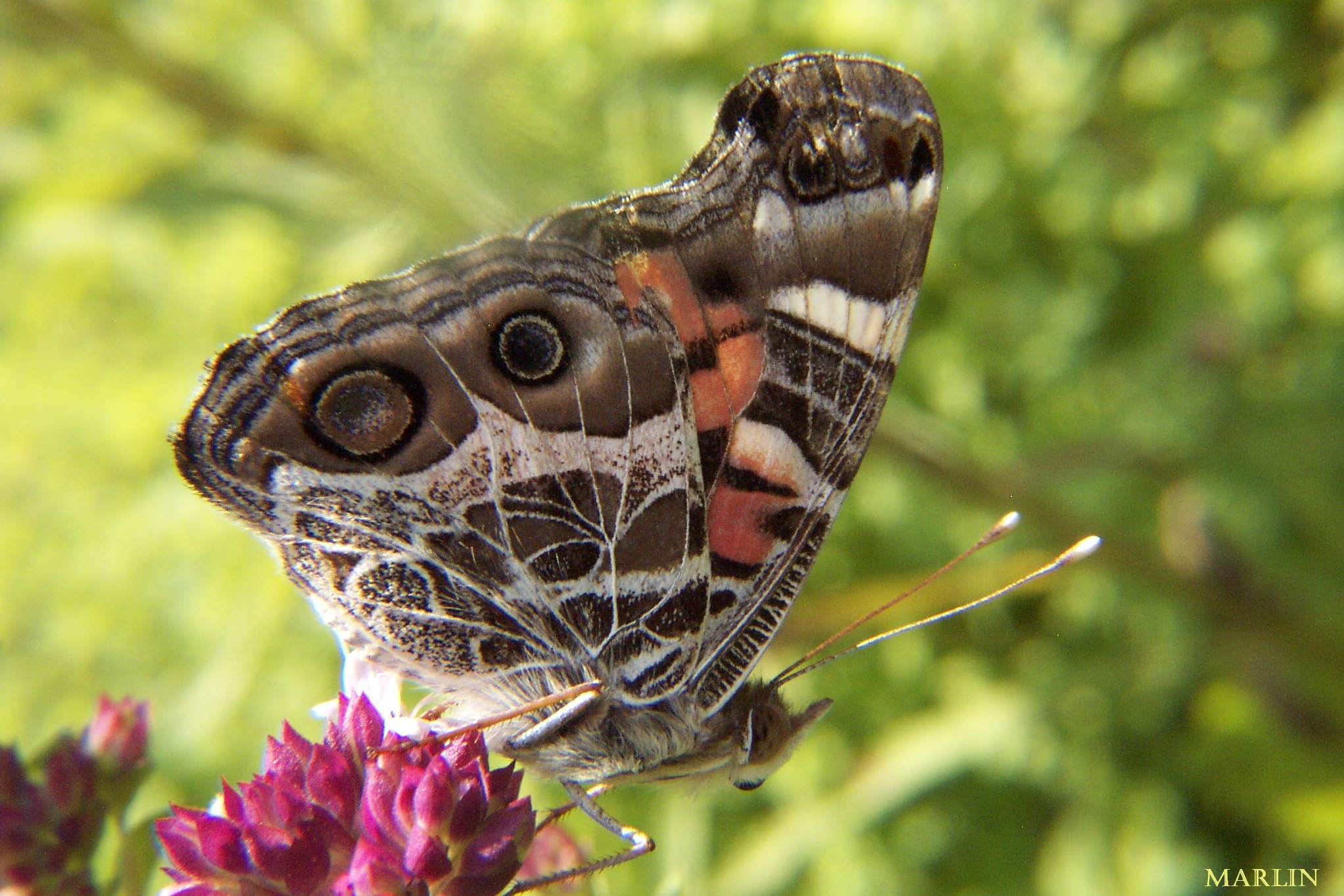 painted lady butterfly printable activities