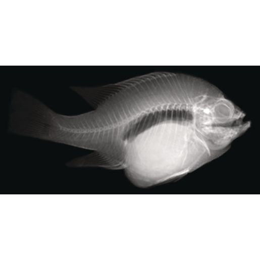 Animal X Ray Printable