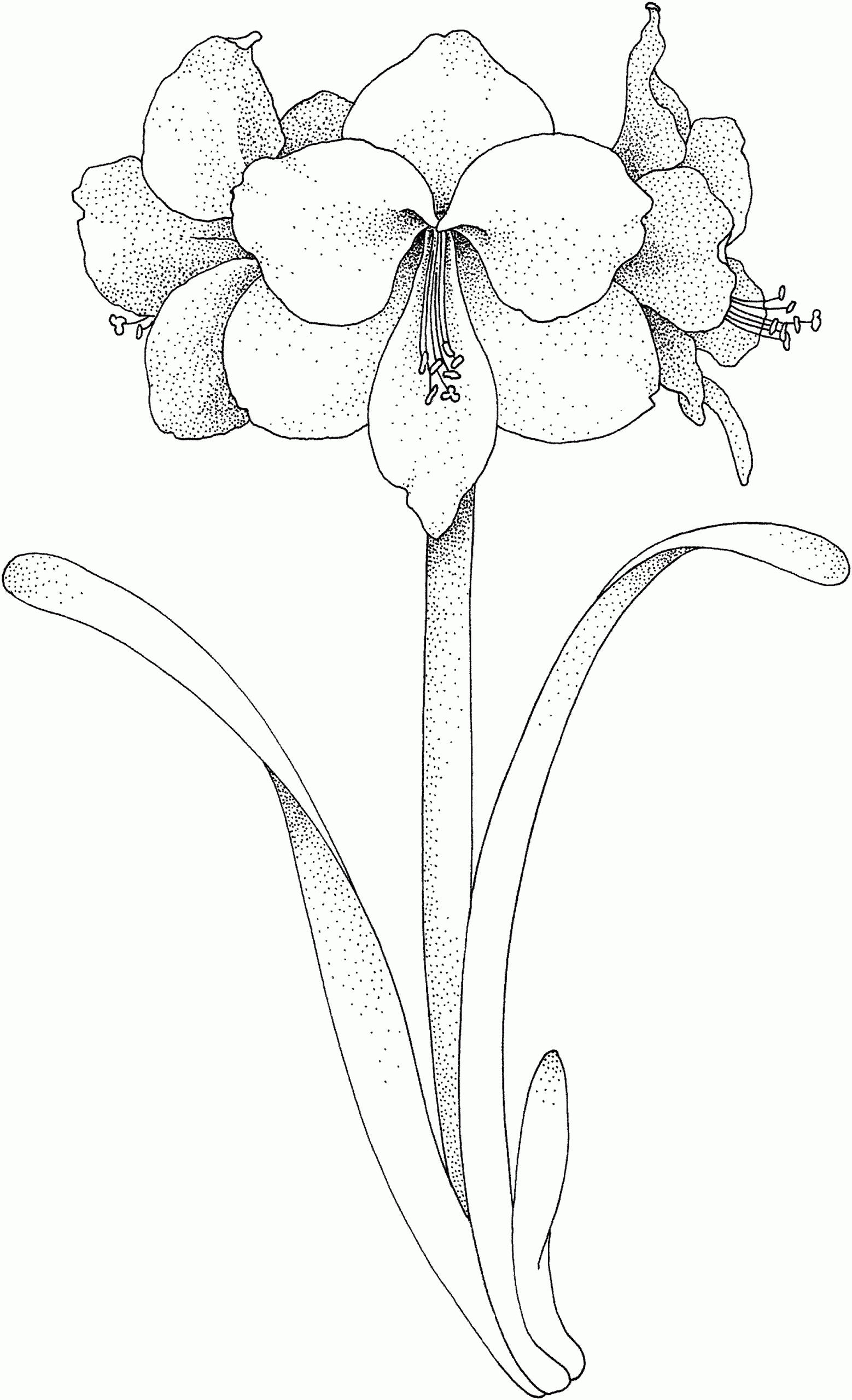 Black And White Printable Flowers Printable Online