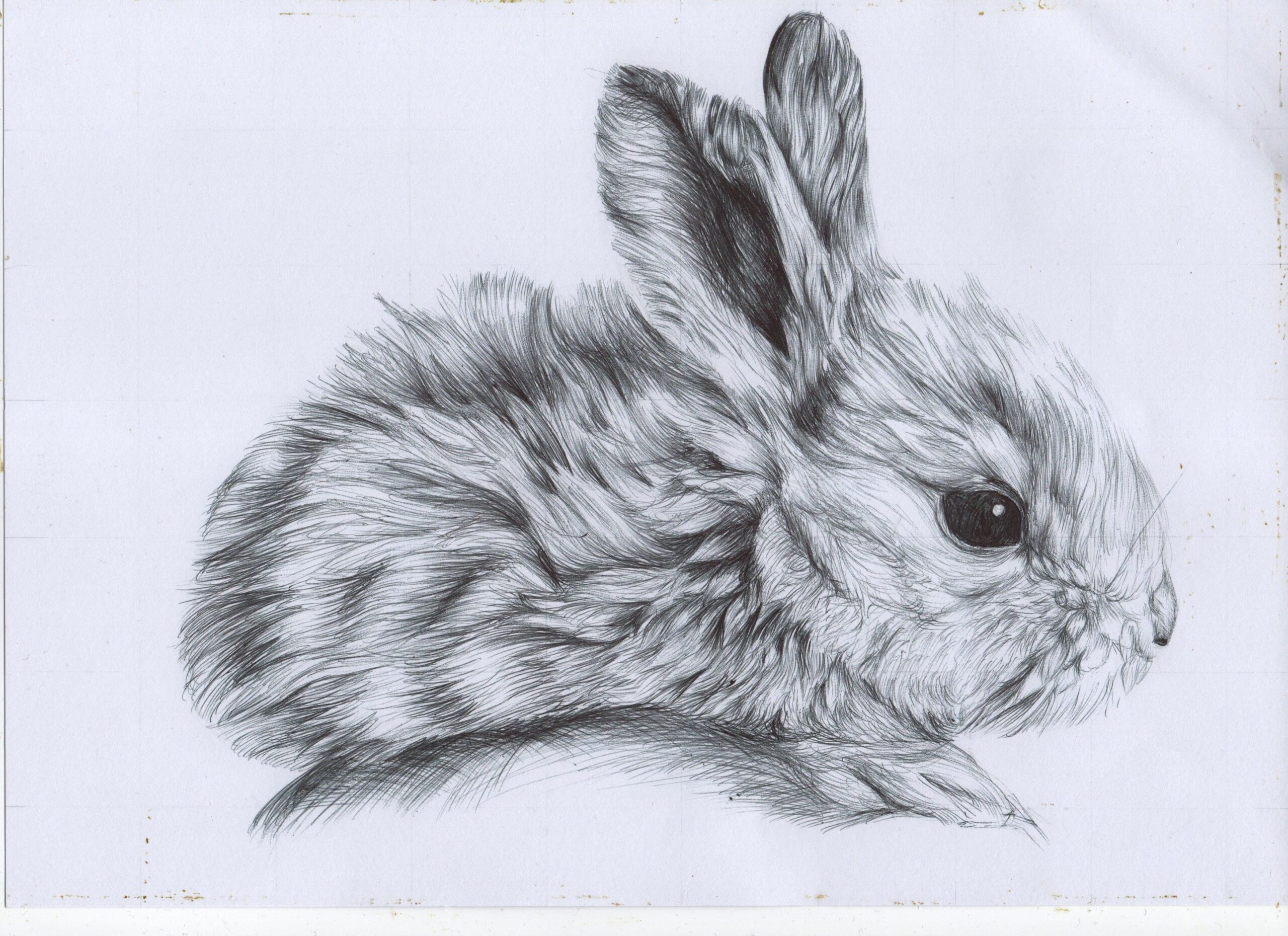 Bunny Drawing Printable At Yvonne Tandy Blog