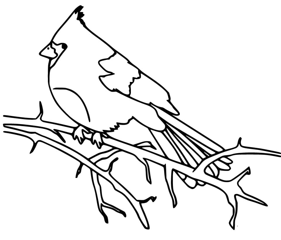 Cardinal Bird Printable Coloring Page Free Printable Coloring Pages 