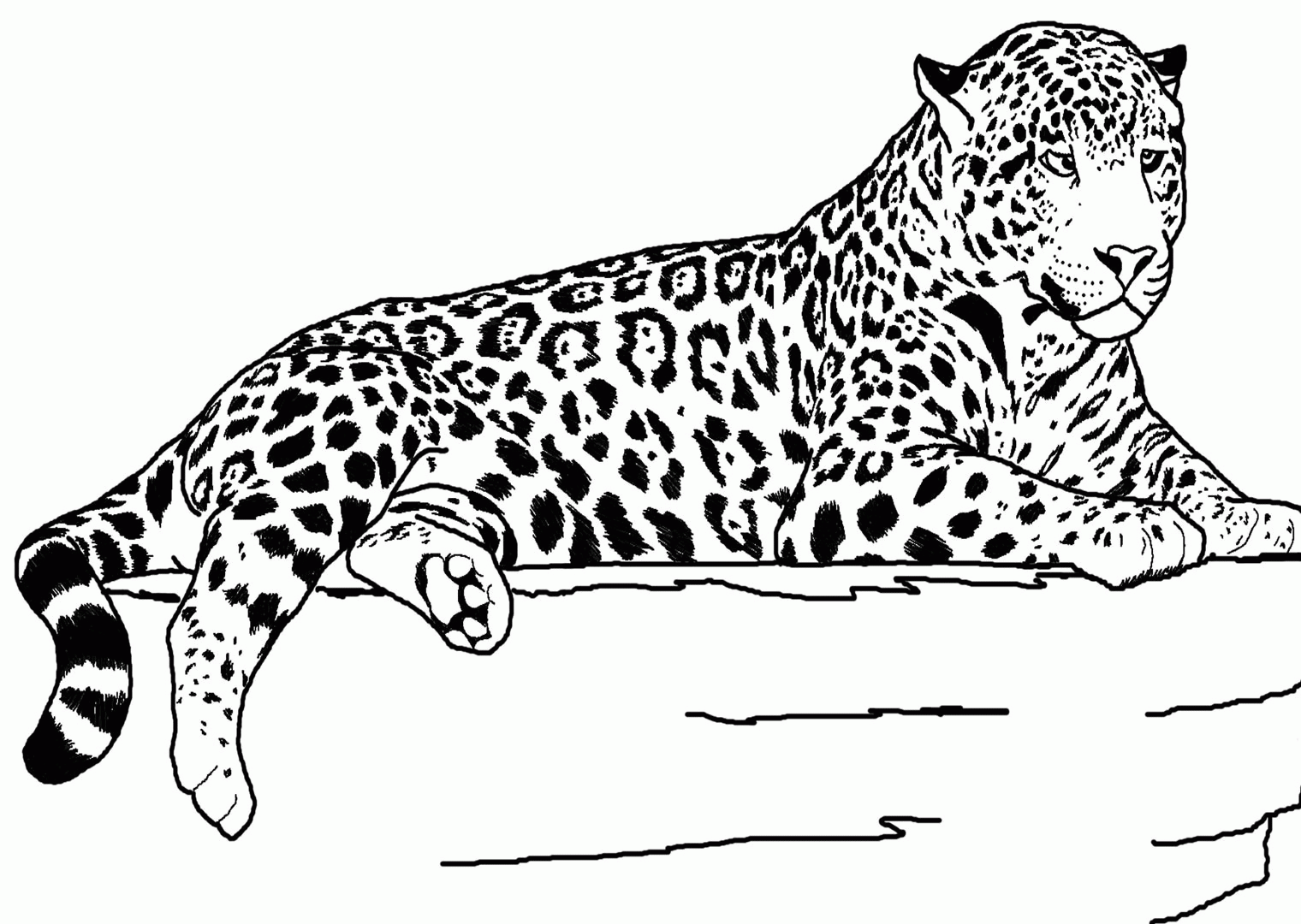 Cheetah Printable Coloring Pages Coloring Home
