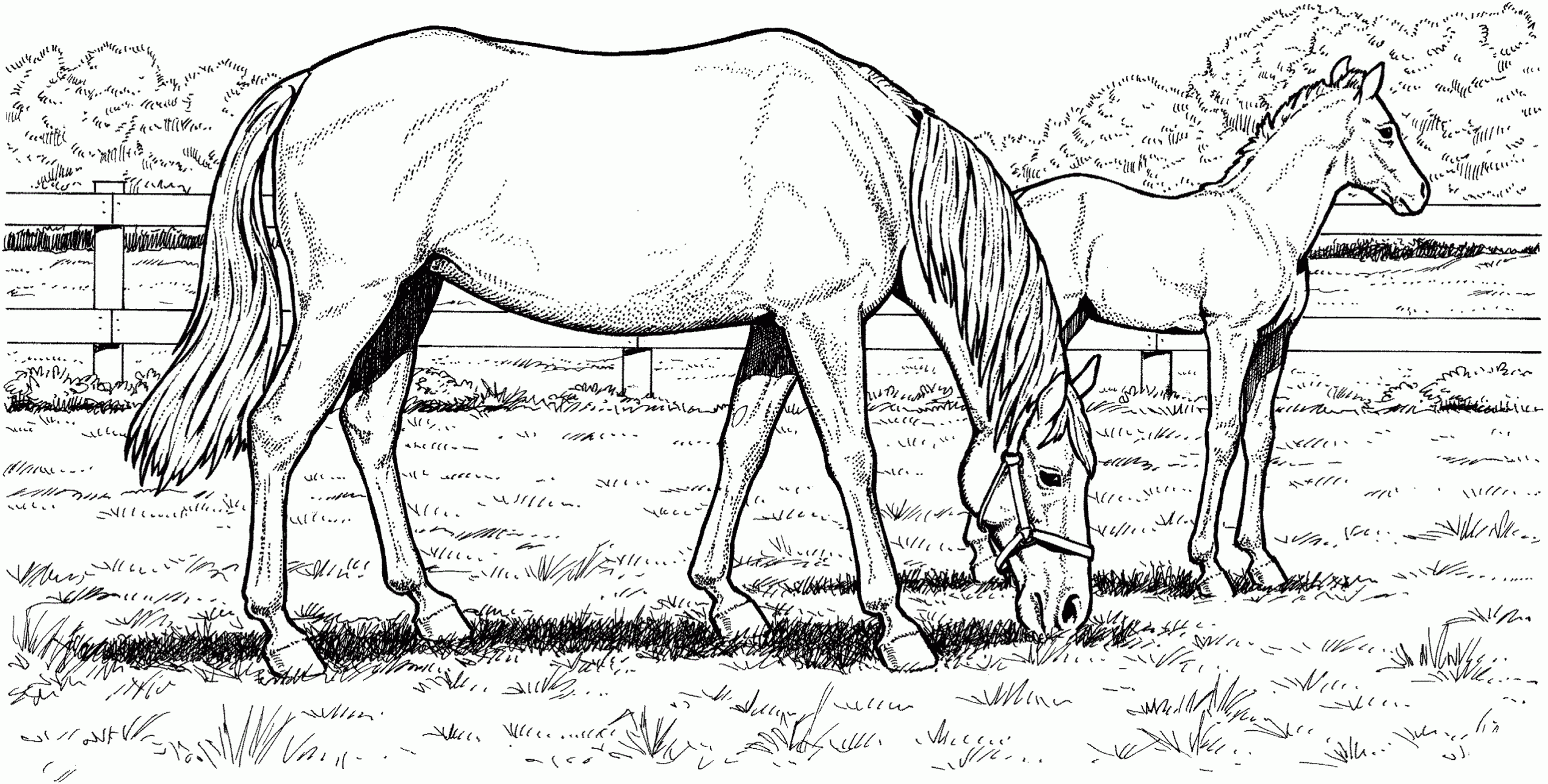 Coloring Pages Horses Printable