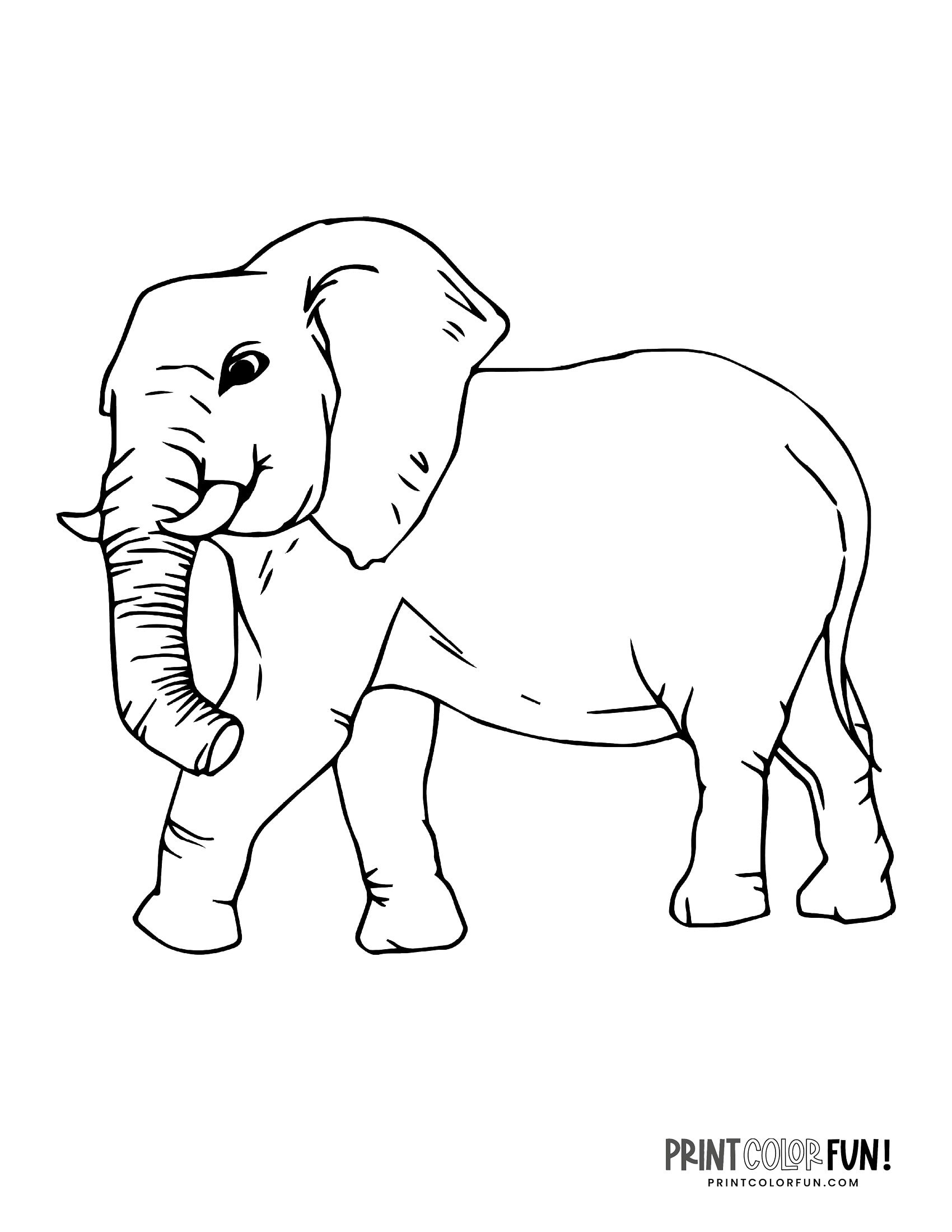 Elephant Pictures To Color Printable