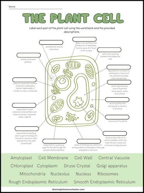 Free Plant Cell Worksheets With Answer Key The Simple Homeschooler