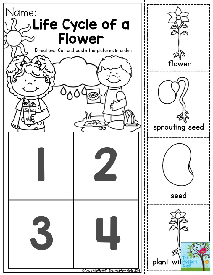 Free Plant Life Cycle Printables