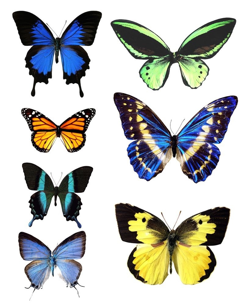 Free Printable Butterfly Wings Free Printable