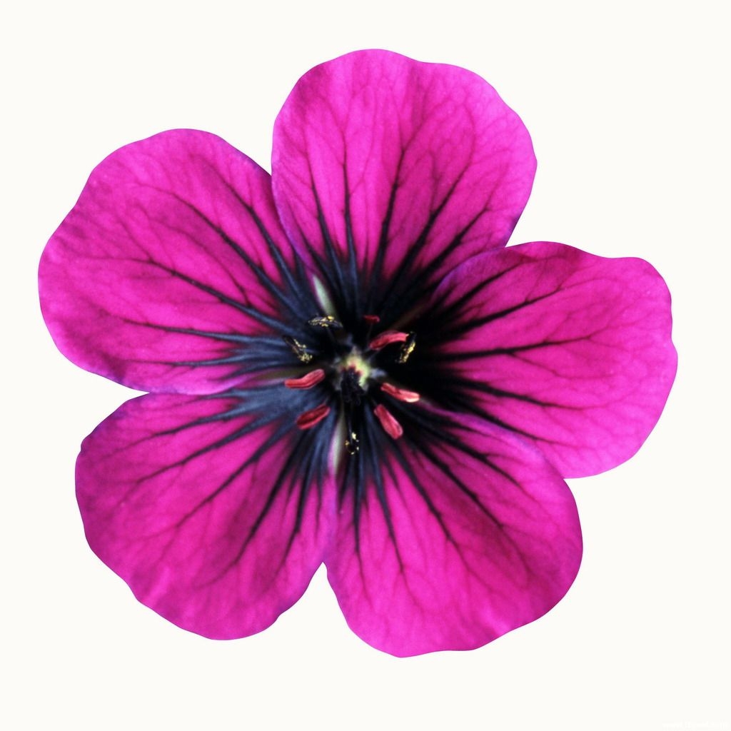 printable picture of flowers