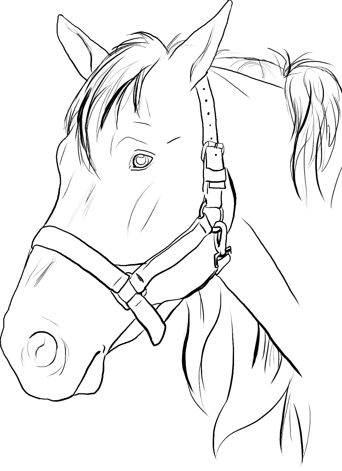 printable horse coloring pictures