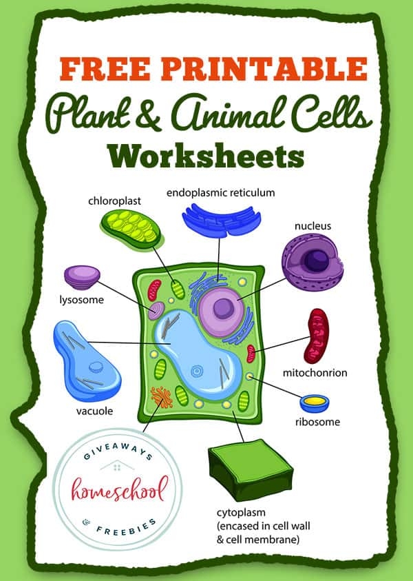 Free Printable Plant And Animal Cells Worksheets Worksheets Library