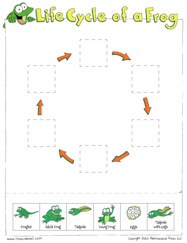 plant life cycle activity page free printable