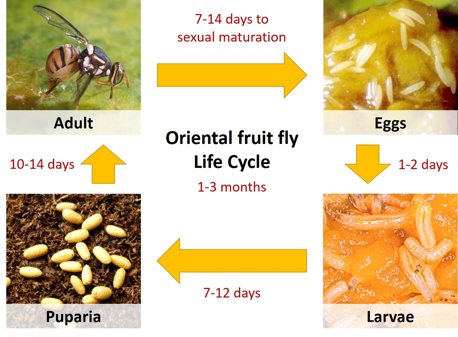Fruit Flies Life Cycle
