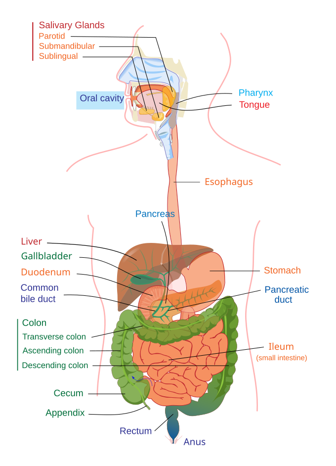 Gastrointestinal Cancer Wikipedia