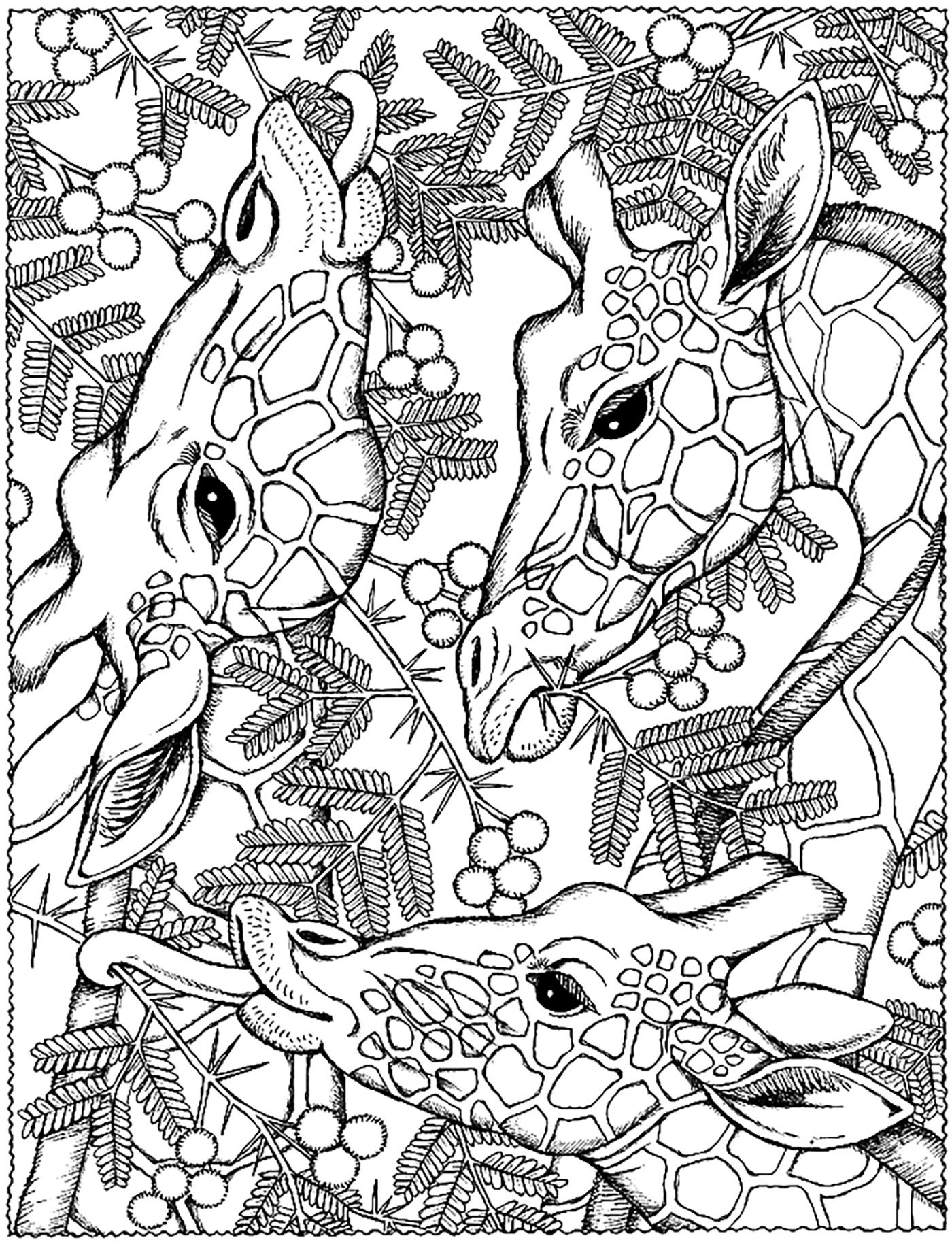 Giraffes Heads Giraffes Coloring Pages For Adults