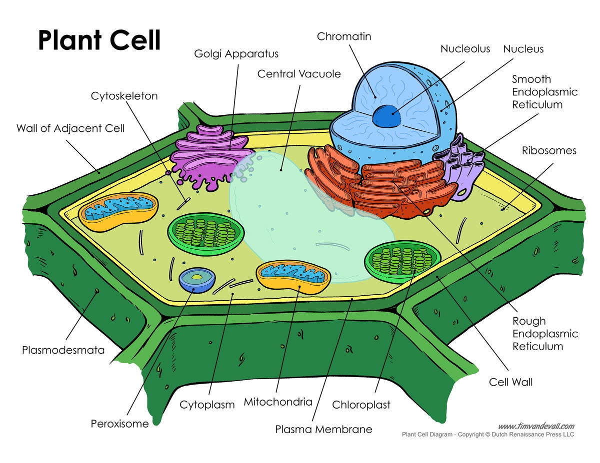 Label Plant Cell Worksheet Pro Worksheet
