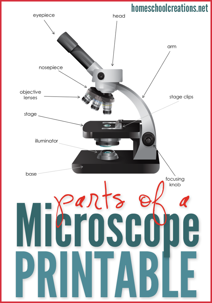 parts of a microscope printable activity pages