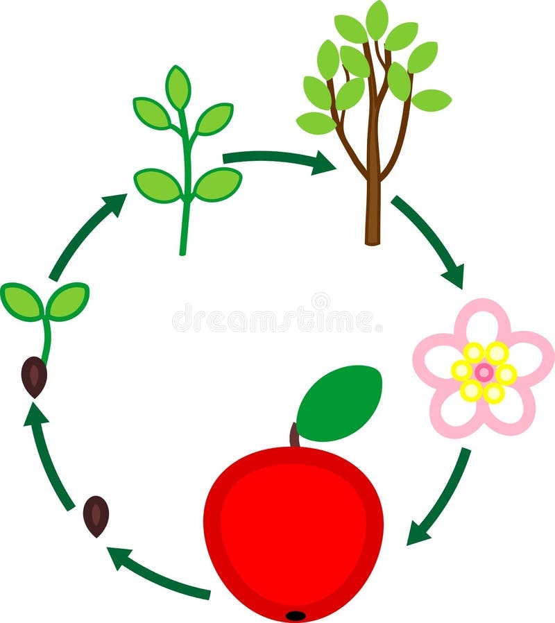 Life Cycle Of Apple Tree Plant Growth Stage From Seed To Fruit Stock