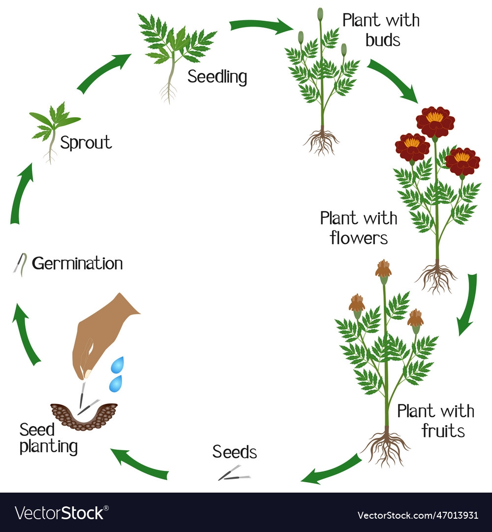 Life Cycle Of Marigold Plant Royalty Free Vector Image