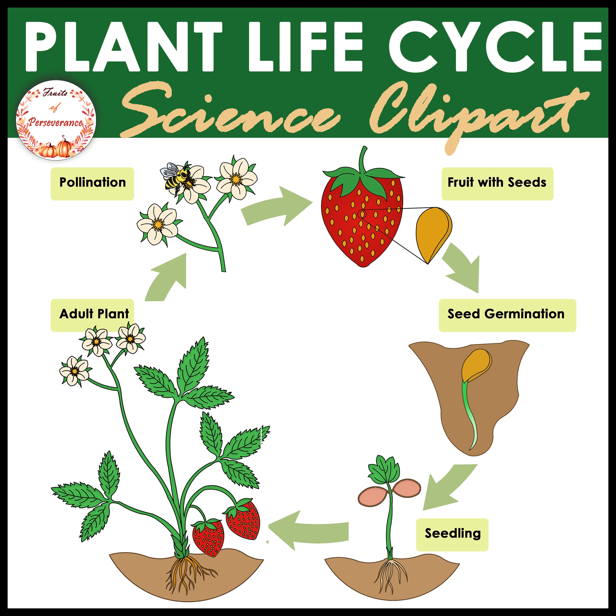 Lifecycle Life Cycle Of A Plant Free Transparent Clipart Clipartkey 