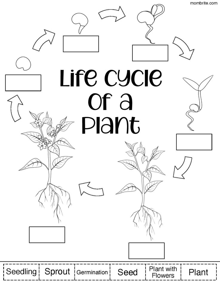 plant lifecycle activity page free printable