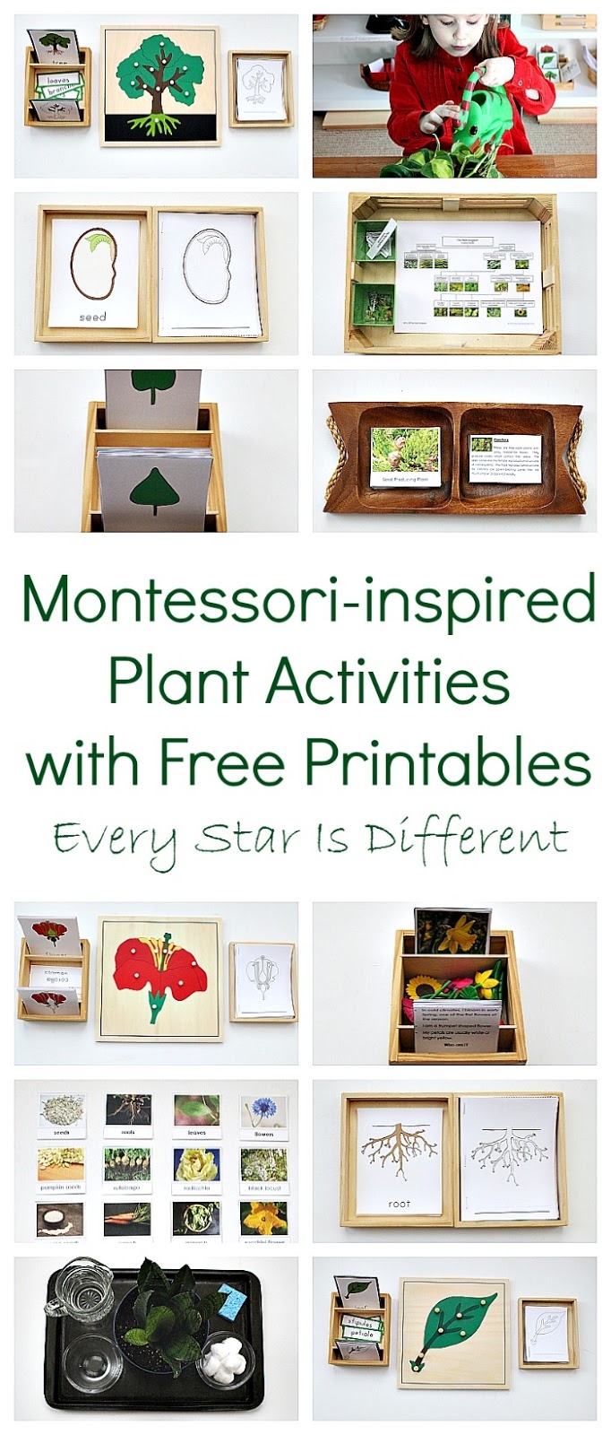 Montessori inspired Plant Activities With Free Printables Every Star 