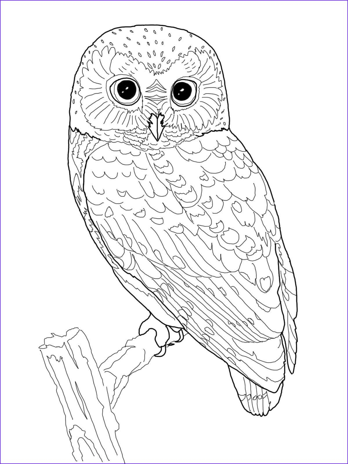 free printable owl pictures to color