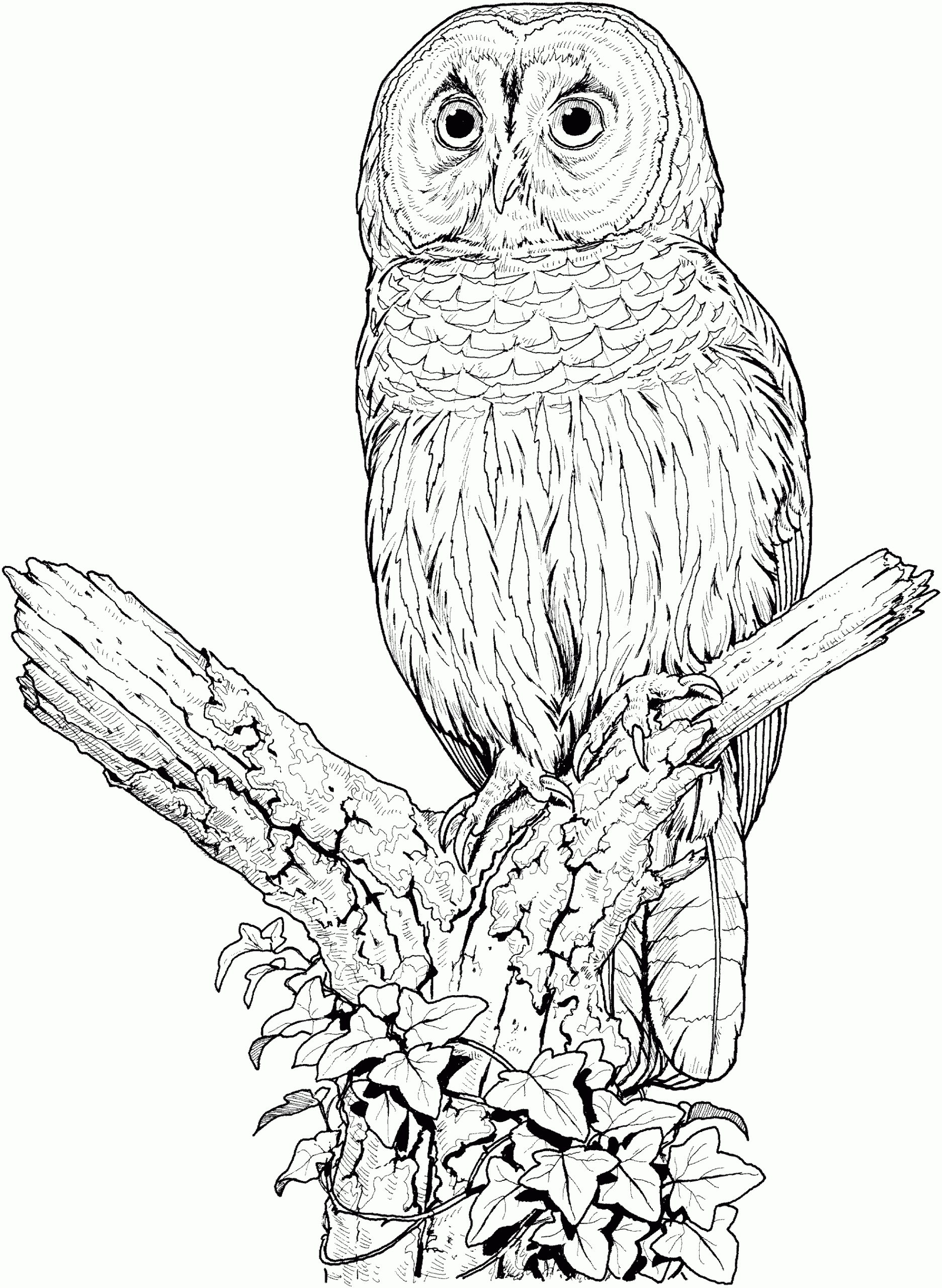 free printable coloring pictures of owls