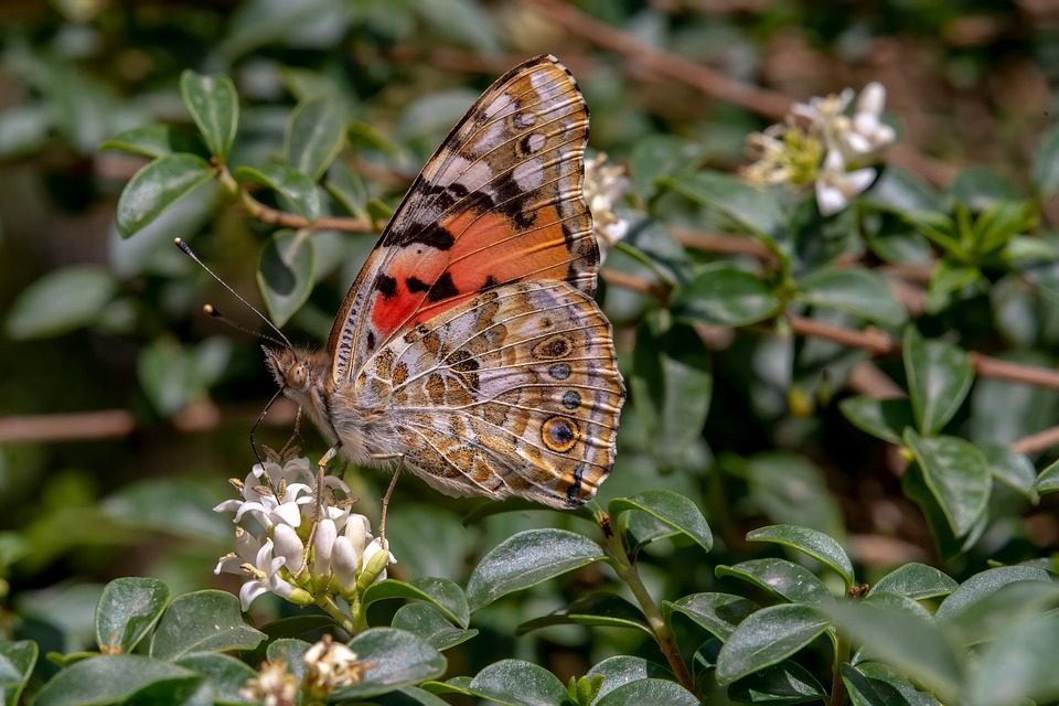 Painted Lady Butterfly Free Photo On Pixabay Pixabay