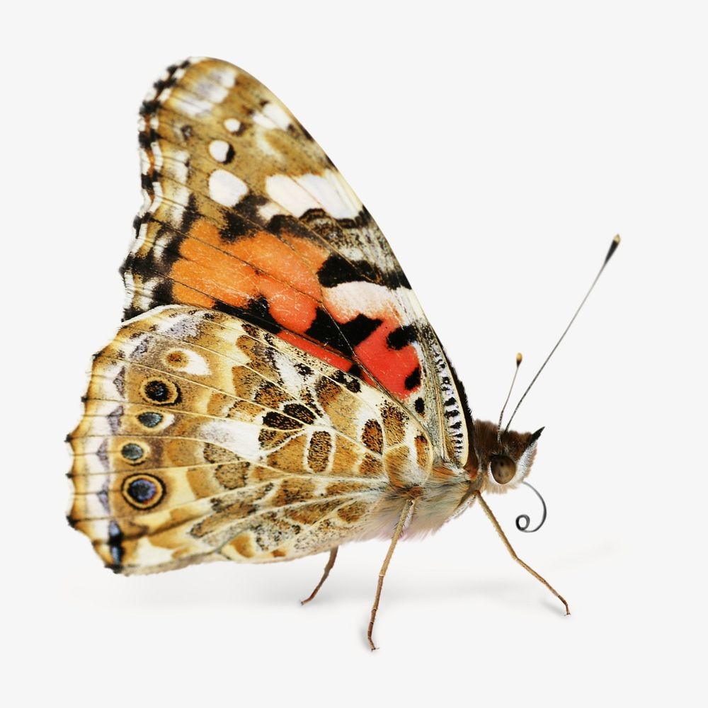 Painted Lady Butterfly Isolated Design Free Photo Rawpixel