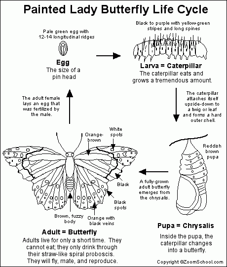 Painted Lady Butterfly Lifecycle Printout EnchantedLearning