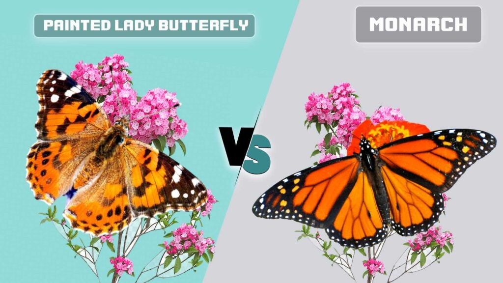 Painted Lady Butterfly Vs Monarch What Are Differences 