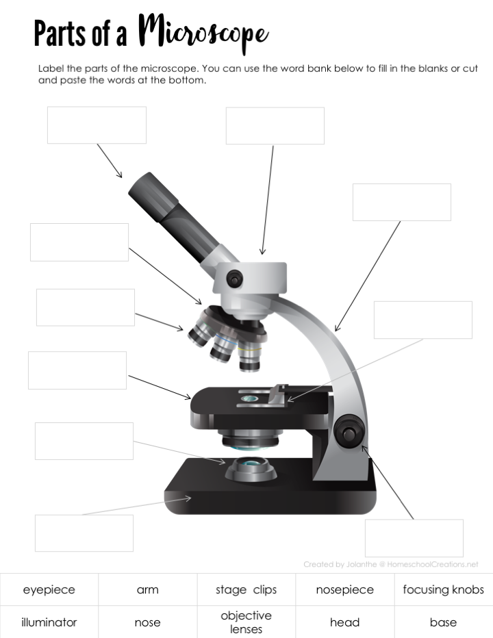 Parts Of A Microscope Free Printable