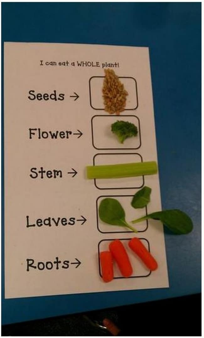 Parts Of A Plant Printable Udlvirtual esad edu br