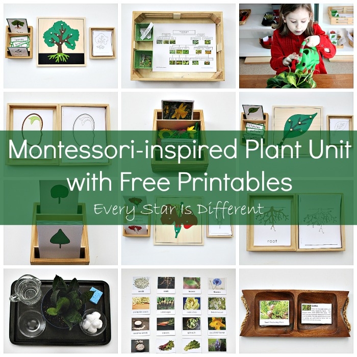 Plant Activities For Elementary Students