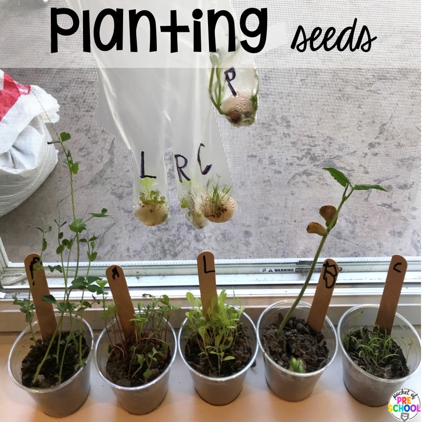 printable plant activities for preschool