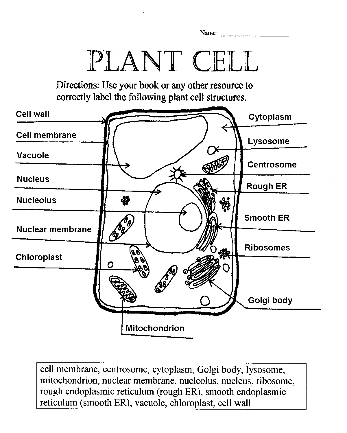 plant cell free activities in printable worksheet