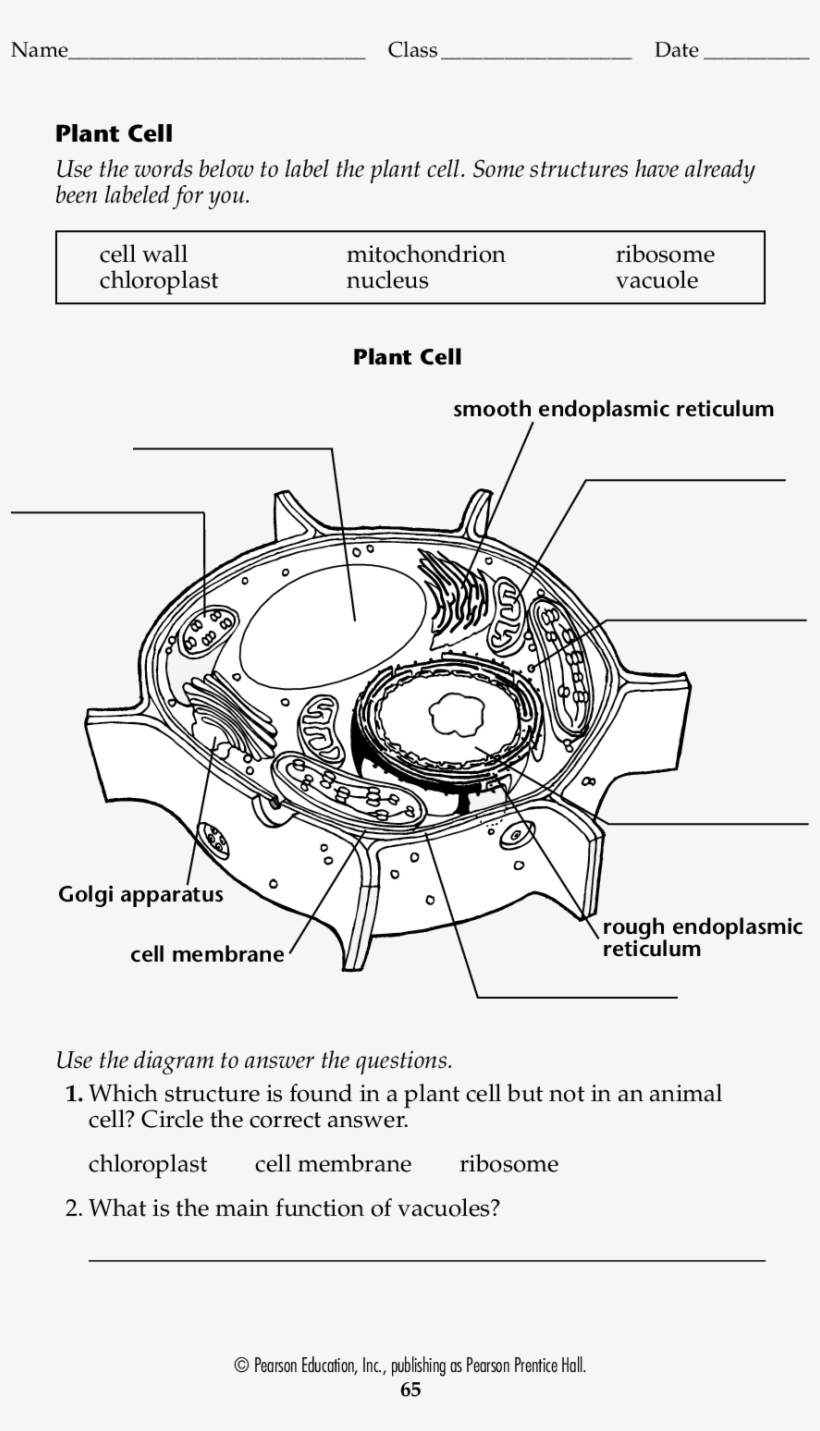 Plant Cell Labeled Worksheet
