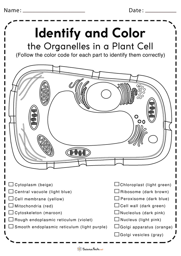 Plant Cell Worksheets Free Printable