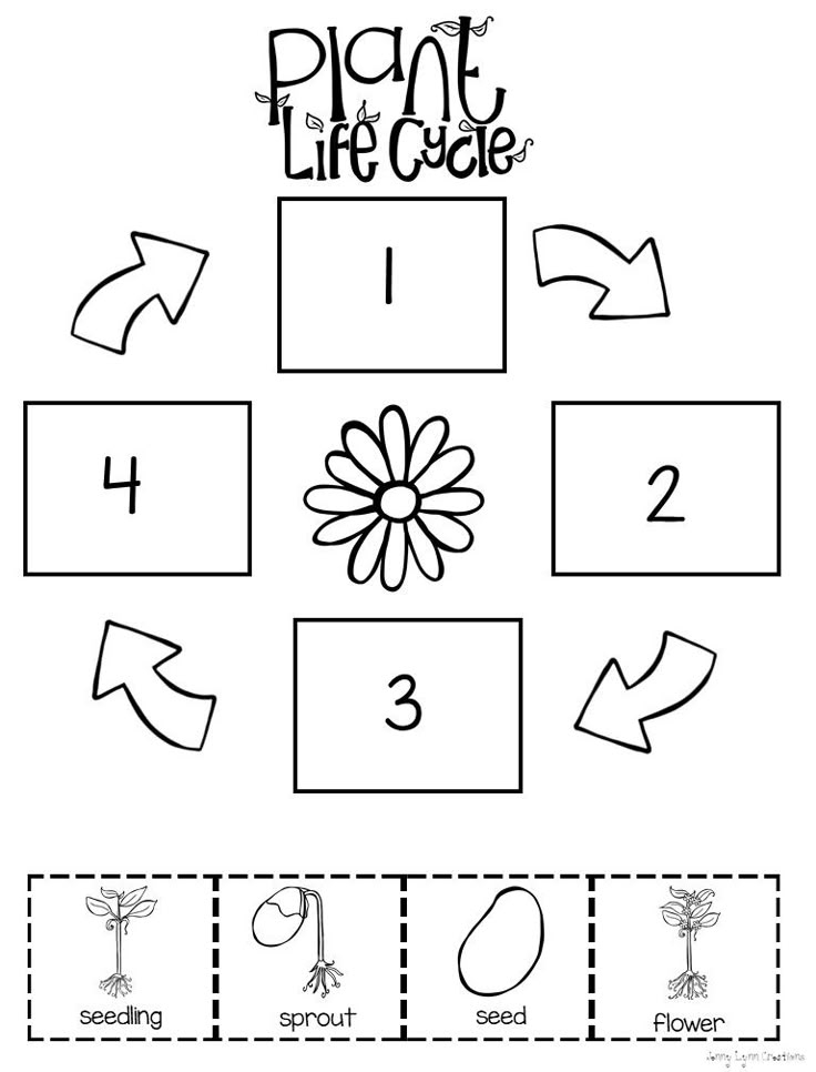 Plant Life Cycle Activity