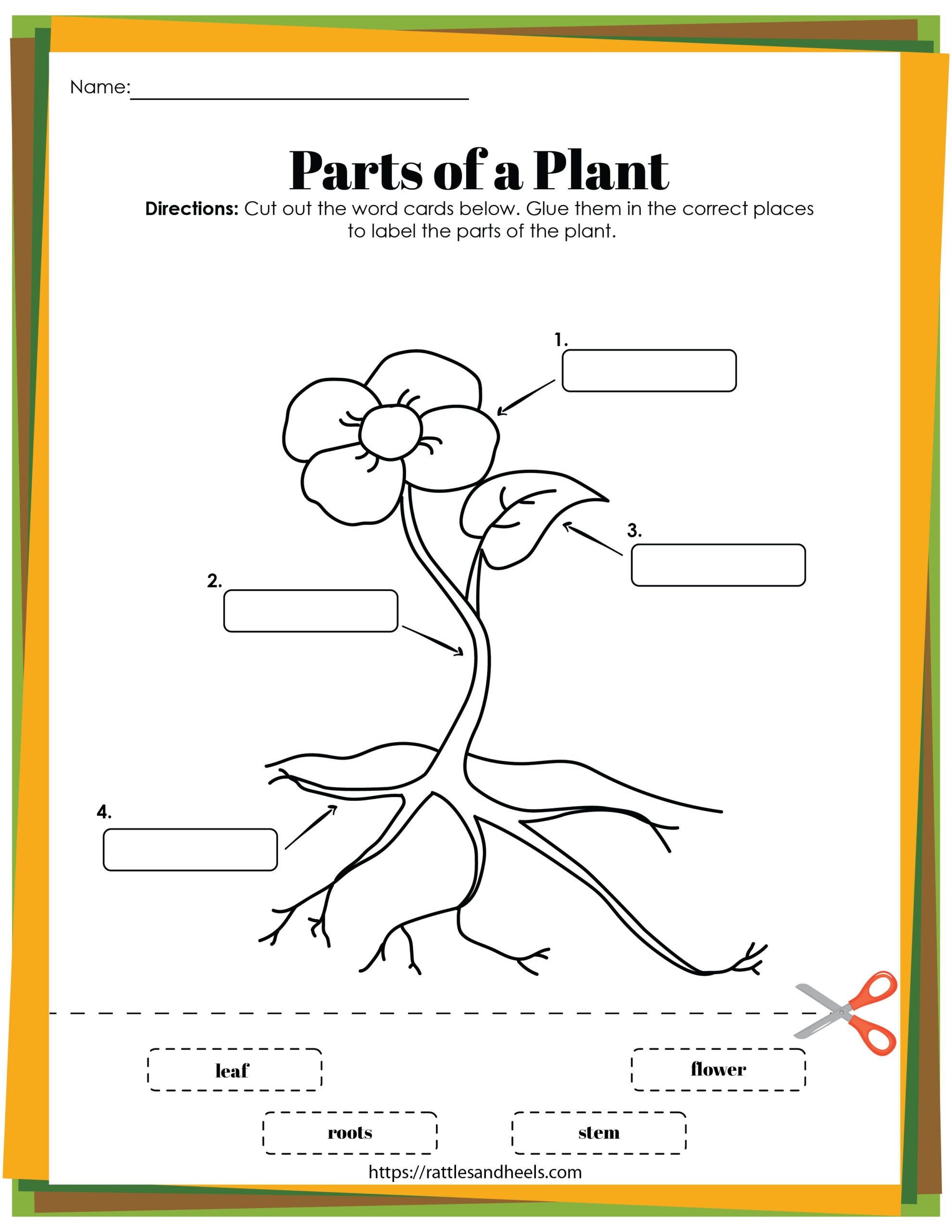 Plant Life Cycle Worksheets Free Printables For Kids Rattles Heels 