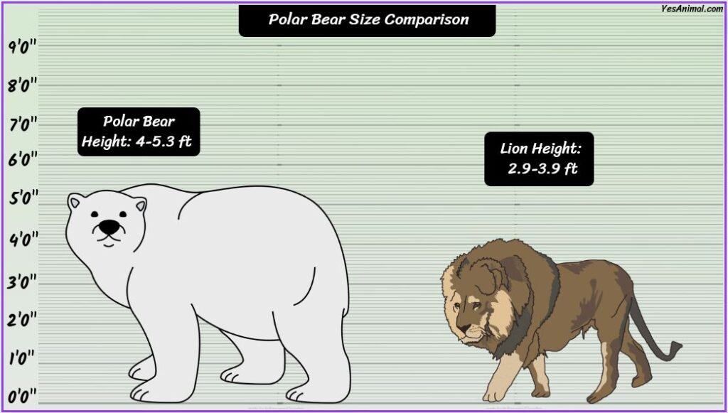 polar bear by size printable activity