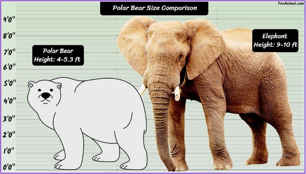 Polar Bear Size How Big Are They Compared With Others