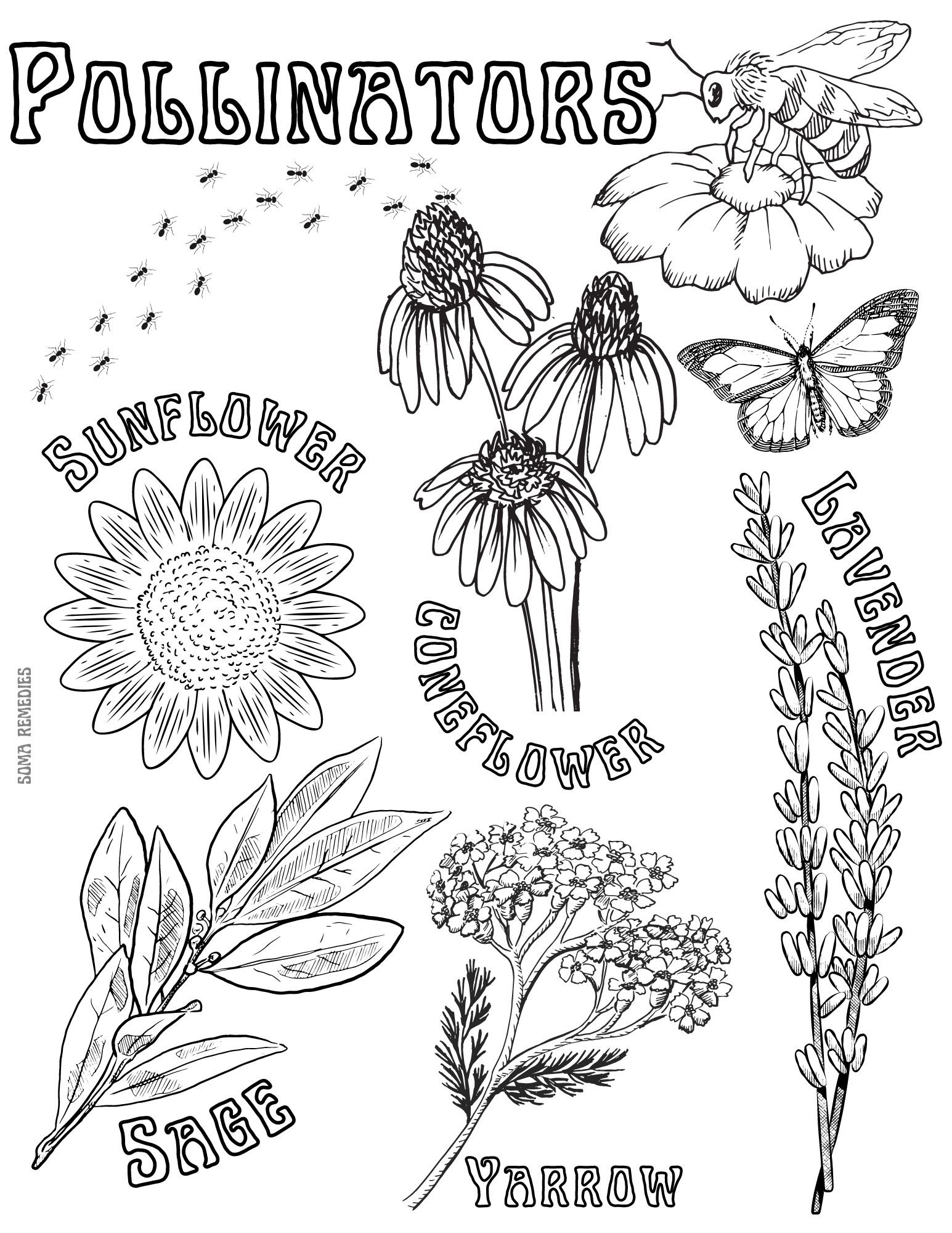 Pollinators Coloring Page Herb Plant Coloring Page Homeschooling 