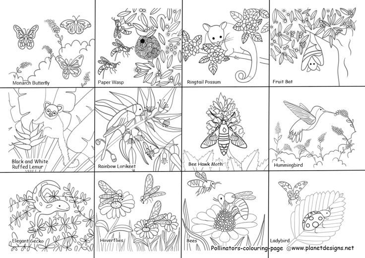 Pollinators Colouring Page Coloring Pages Spring Coloring Pages Art 