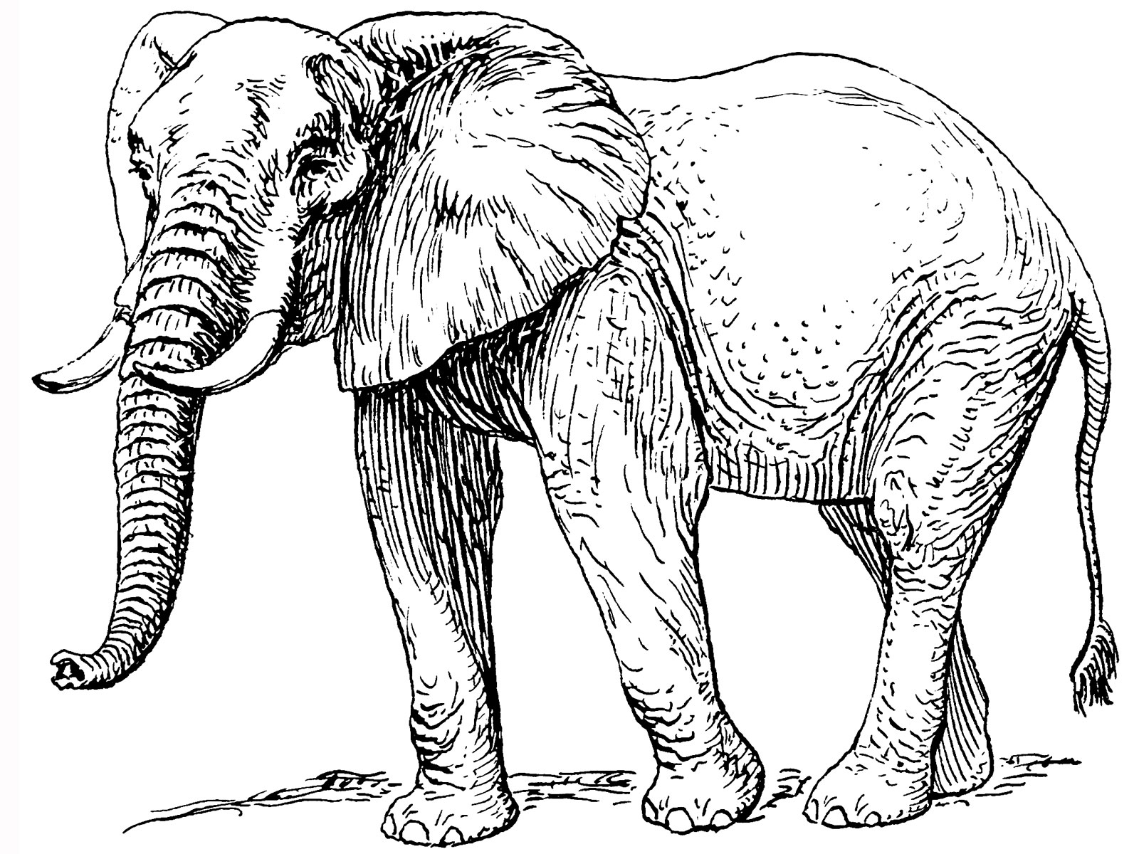 Printable Elephant Pictures To Color
