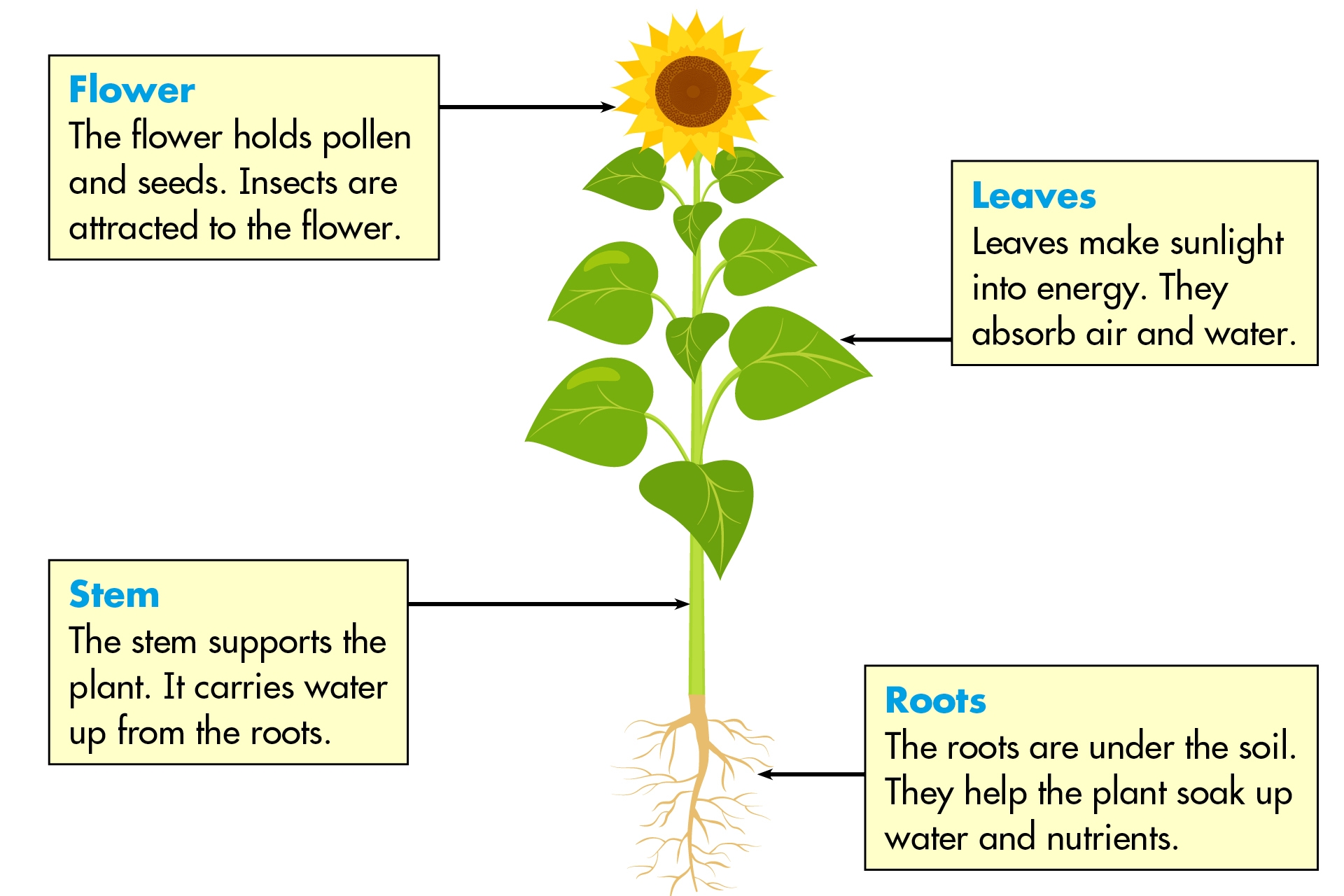 parts of a plant printable activity