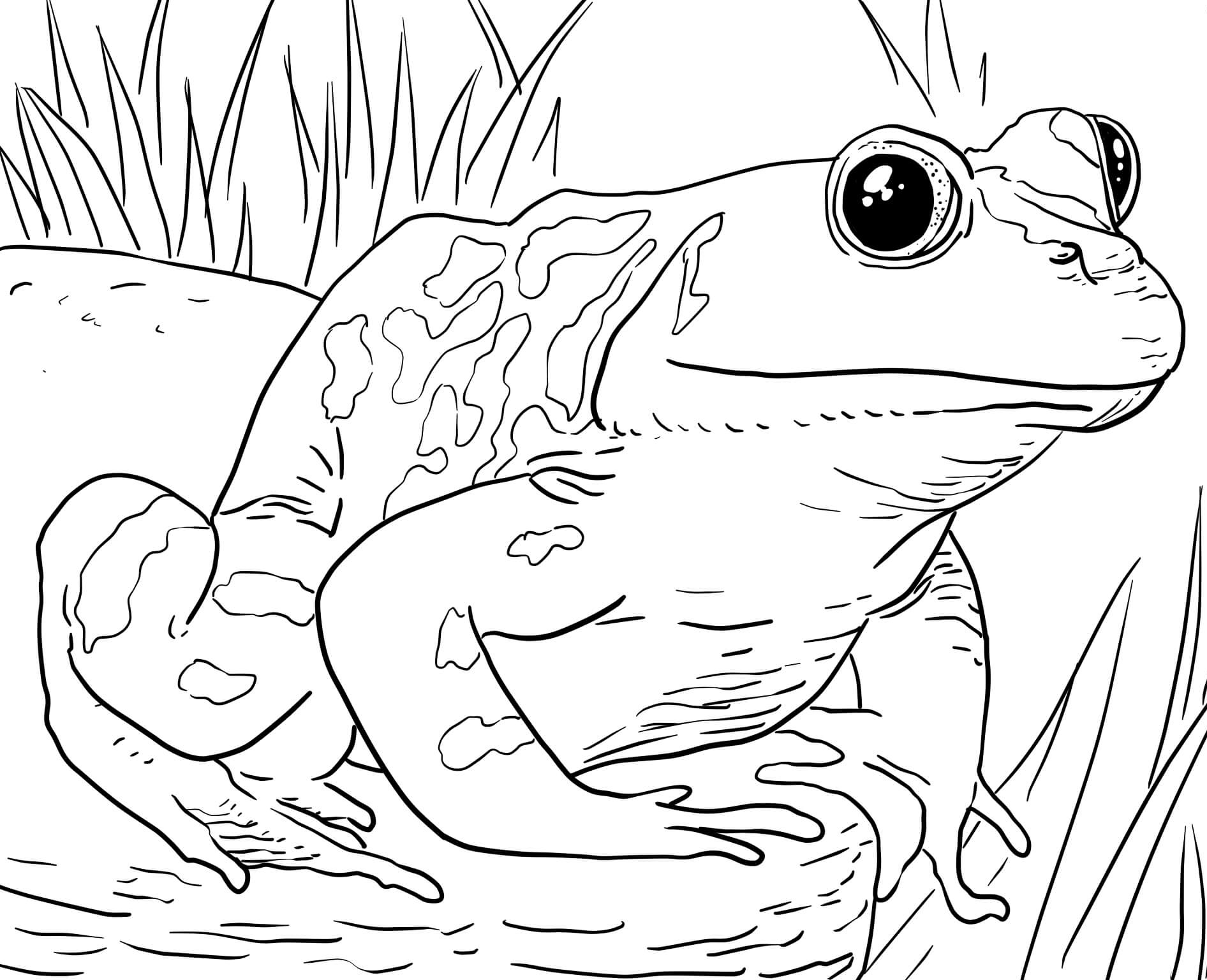 Printable Zoo Animals Coloring Pages