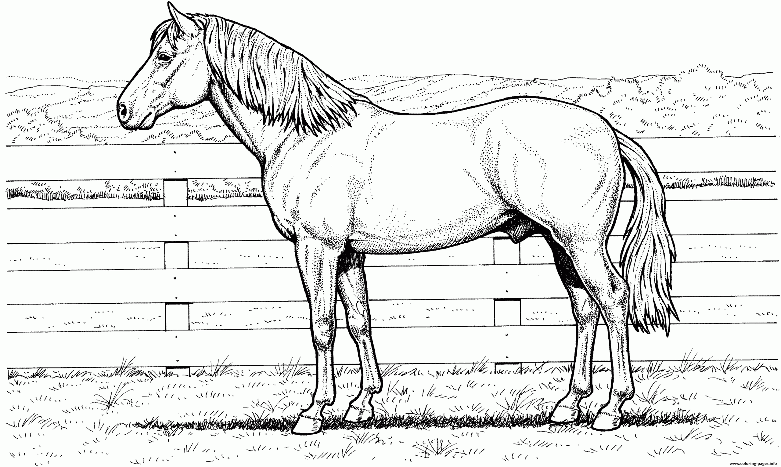 Quarter Horse Coloring Page Printable