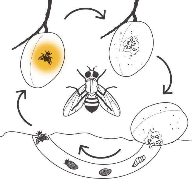 plant life cycle fruit tree activity page free printable