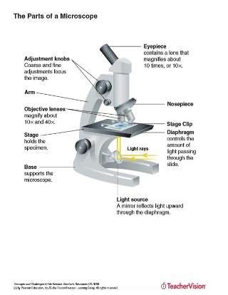 The Parts Of A Microscope Labeled Printable Printable 6th 12th 